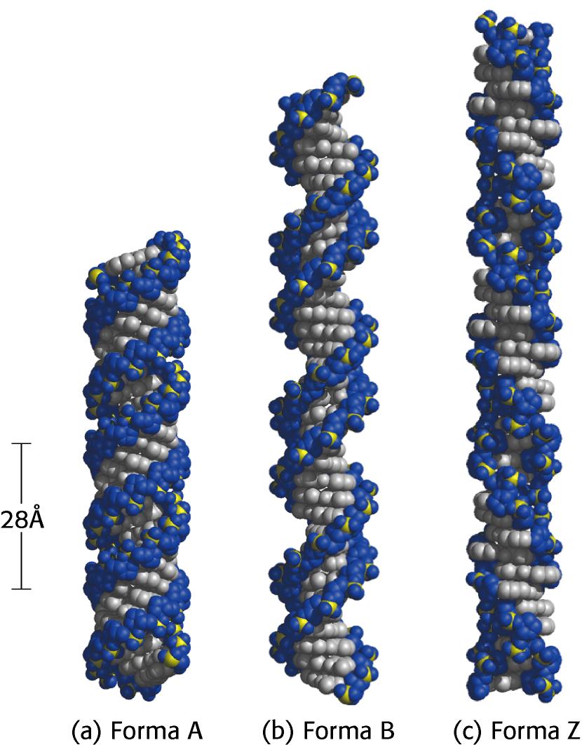 Z-DNA: Elica sinistrorsa con 12 paia di basi per ogni giro completo dell elica.