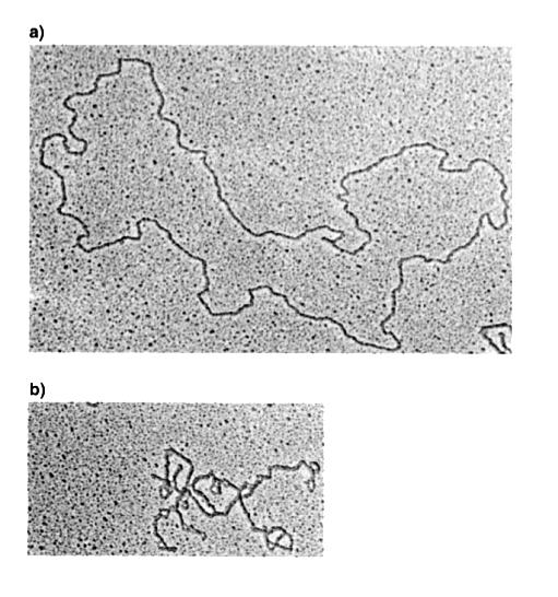 Cromosomi dei procarioti -singolo cromosoma di DNA doppio filamento circolare -in alcuni casi un cromosoma