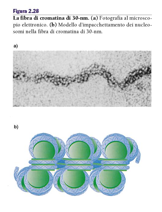 cellule somatiche -cromosomi organizzato