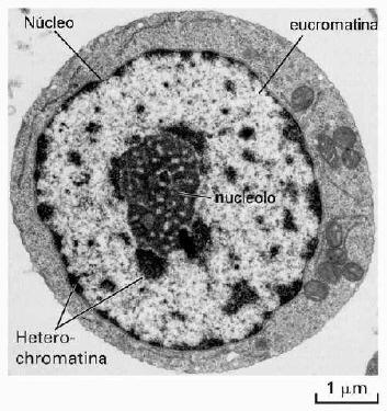 Cromatina: