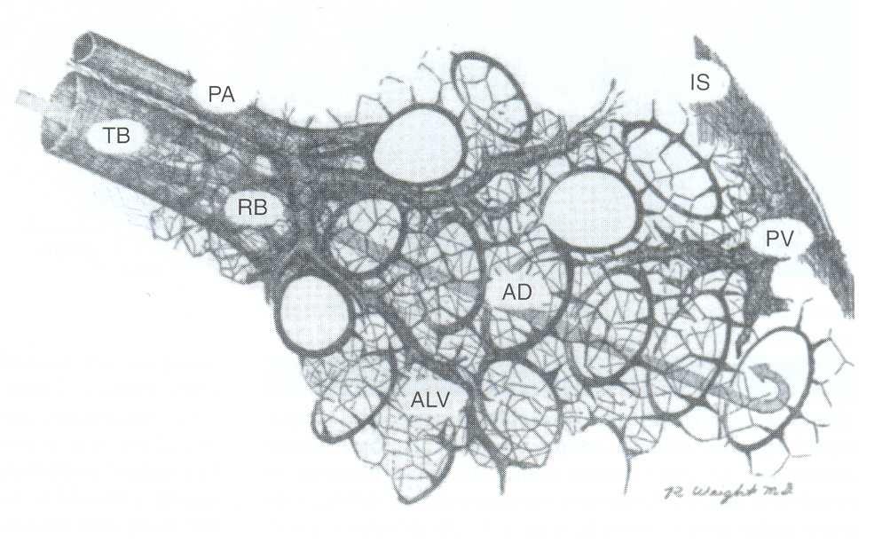 A drawing of the connective tissue support of the normal human adult lung lobule demonstrates the exchange of fibers composing the