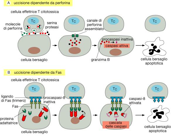 Enzimi proteolitici Elevata concentrazione di Ca++ extracellulare La coda