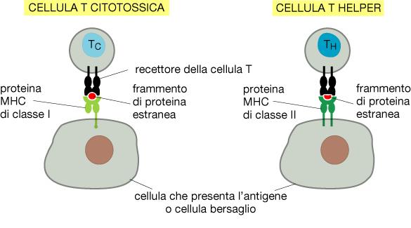 Riconoscimento da parte di cellule T di peptidi