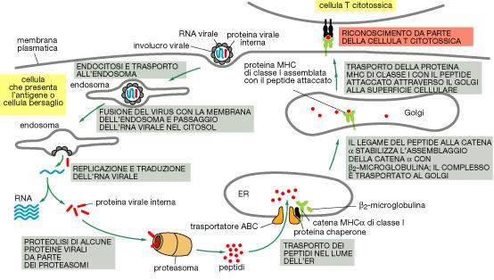 Le cellule T citotossiche Le cellule T citotossiche possono riconoscere le cellule infette in quanto le molecole MHC di classe I trasportano frammenti di proteine