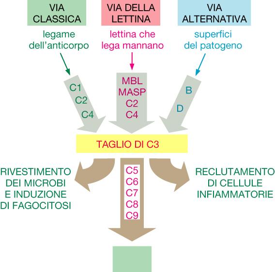 Il sistema del complemento indirizza i patogeni alla fagocitosi o alla lisi 20 proteine solubiliprodotte dal fegato e circolanti nel sangue e nel fluido extracellulare Componenti precoci Componente