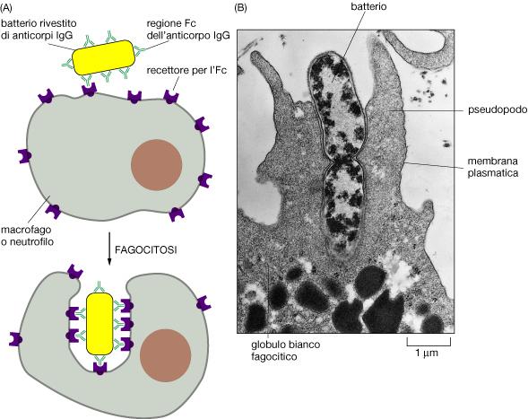 IgG Risposta