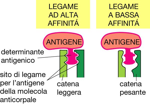 La forza di legame