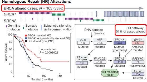 HRD BRCA mutations : 17% germinal 3% somatic TGA -The Cancer