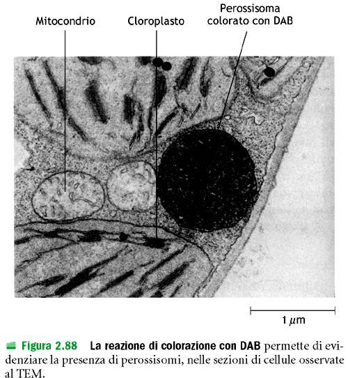 Perossisomi Contengono enzimi ossidativi come le 1.