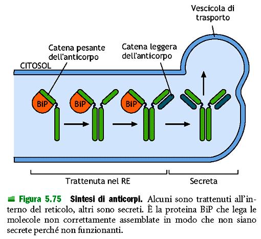 Meccanismi e vie dello smistamento di molecole Smistamento delle