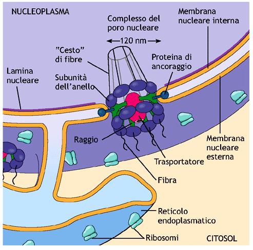 strutture ottagonali doppia