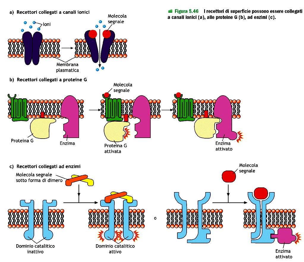 Meccanismi di segnalazione cellulare Ligandi,