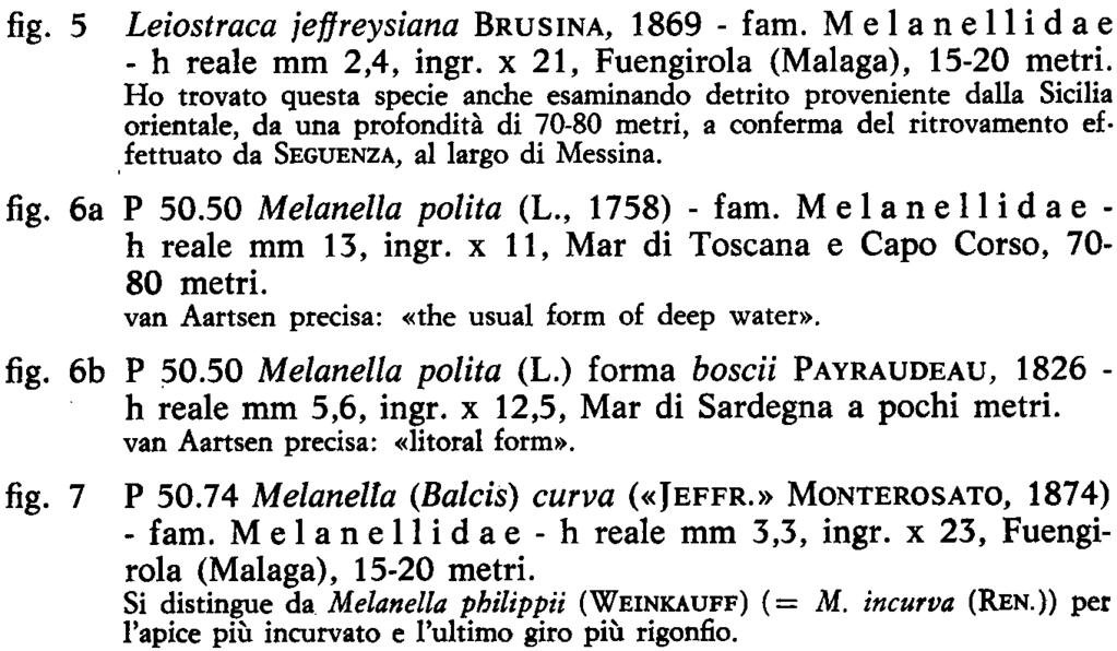 MAL- DONADO QUILES (1974)..Plagiostyla era considerato quale stg. di Putilla, ma esistono l'istituzione differenze di un genere tali, nella a sè morfologia stante. conchigliare,.