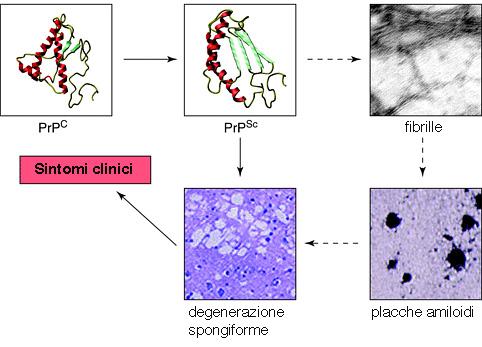 LA CONVERSIONE NELLA FORMA PATOLOGICA PORTA ALLA FORMAZIONE DI FIBRILLE ED ALLE CARATTERISTICHE LESIONI NEL TESSUTO