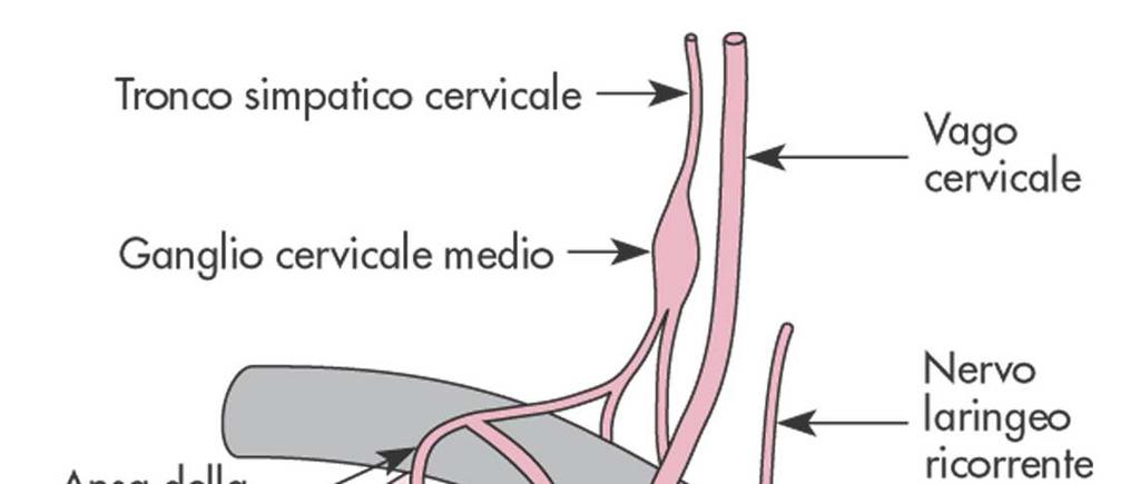 Innervazione cardiaca Parasimpatico: Neuroni pregangliari: n.