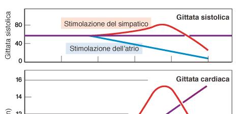 Effetto aumento frequenza cardiaca sulla gittata cardiaca 3 2 1 1. Situazione teorica: Frequenza (GS costante) GC proporzionale 2.