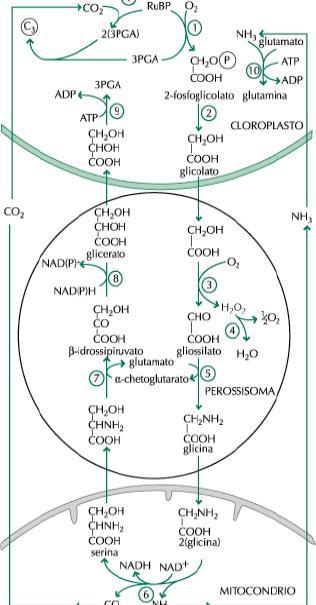 La serina entra nel perossisoma CO 2 e NH 3 vengono recuperate e riorganicate CO NH 3 NH 3 rilasciata è usata con α-chetoglutarato per riformare