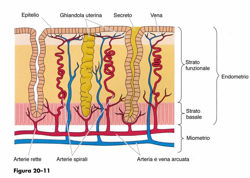 ENDOMETRIO: