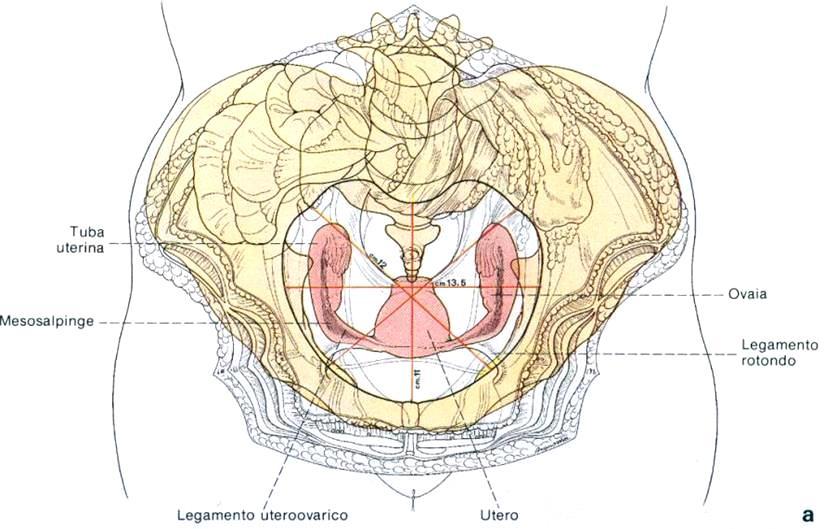 SCHEMA TOPOGRAFICO