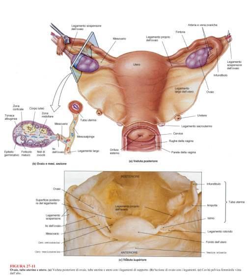 OVAIO, UTERO