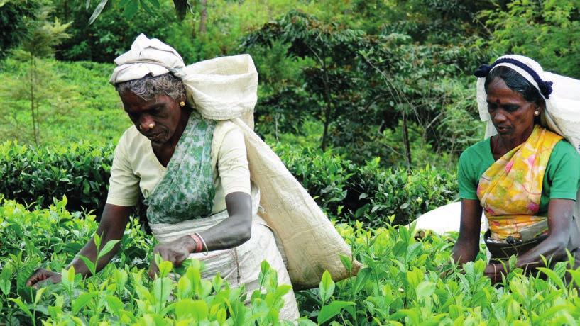 Raccoglitrici di una piantagione di tè in Sri Lanka [foto di Dannis Keller] La coltura del tè, introdotta fra Sette o Ottocento in alcuni paesi orientali, come l India, lo Sri Lanka, la Cina, dai