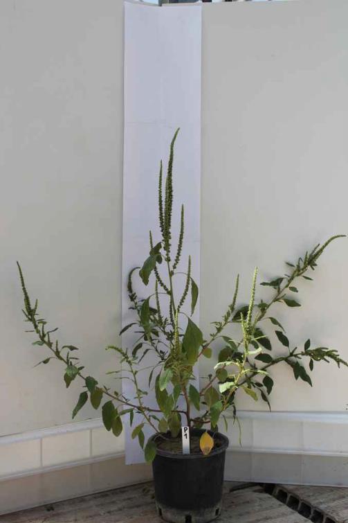 Genere Amaranthus 70 specie 24
