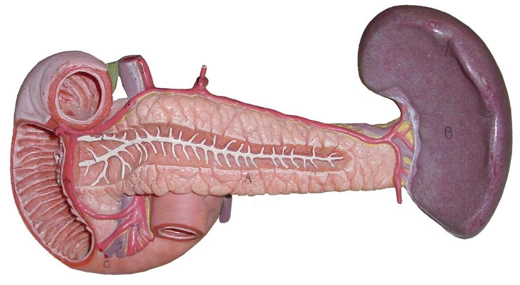 Pancreasectomia distale