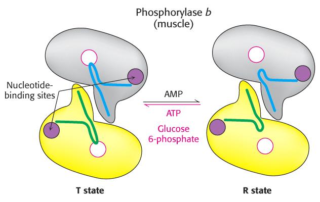 L'AMP legandosi al sito per i nucleotidi sposta l'equilibrio dell'enzima verso la