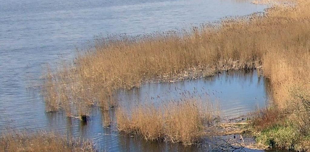 Fattori limitanti Limiti spaziali di una popolazione Condizioni ambientali Limiti di tolleranza Habitat È il luogo fisico in cui risiede una popolazione.