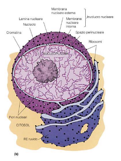 Cellula Interfasica Involucro nucleare Doppia membrana