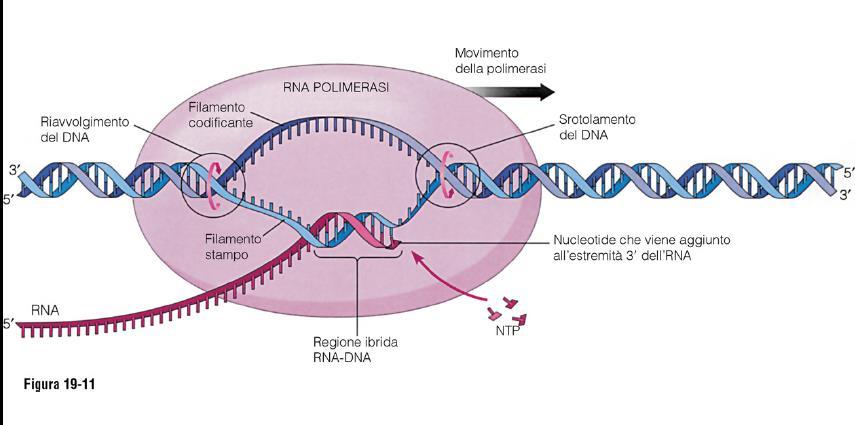 2) Trascrizione Polimerasi I: RNA ribosomiali, Polimerasi II: