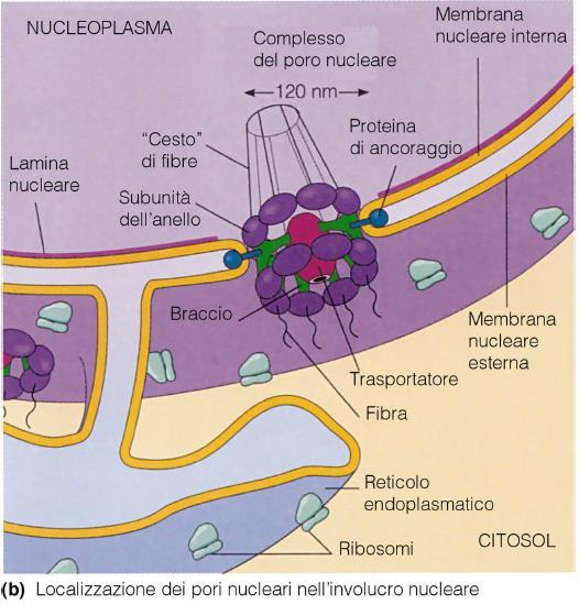 Pori Nucleari Struttura molto complessa