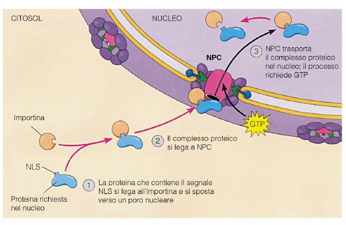 Movimento di proteine dal