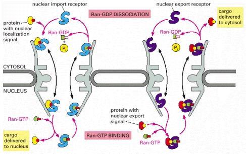 L attività di importine ed esportine è regolata dalla proteina G Ran.