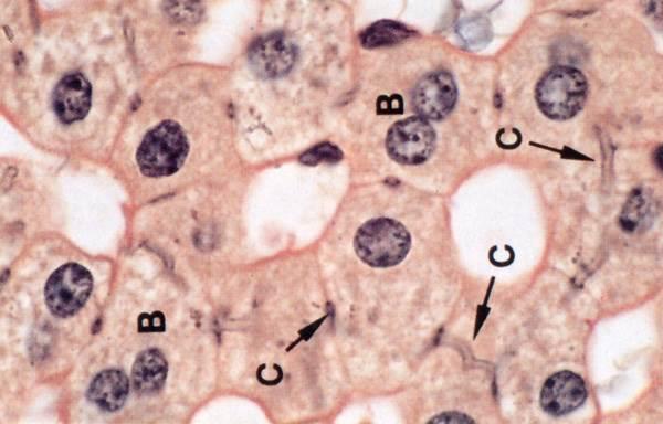 Cellule Multinucleate Plasmodi: divisione dei nuclei ma non del citoplasma Epatociti