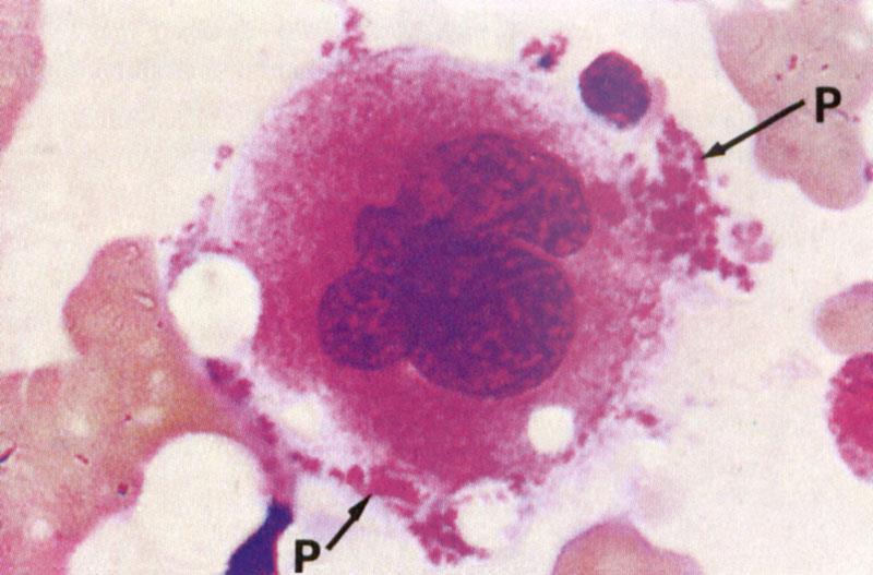 seguito a danno epatico possono dividersi per Mitosi per sostitutire cellule morte