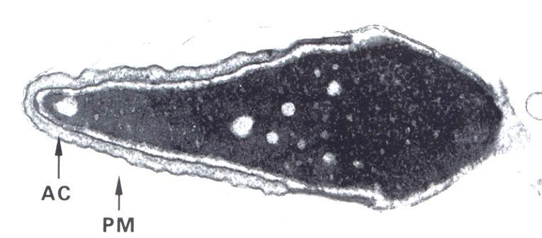 Cromatina Inattiva Eterocromatina Condensata,