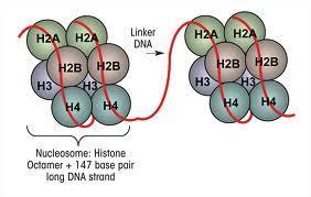 molecole di H2B 2
