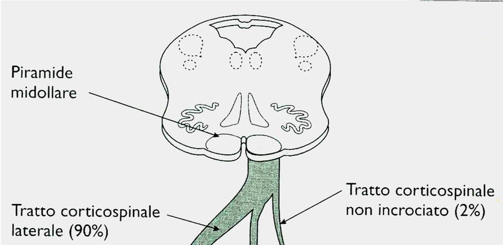 Tratto piramidale: cortico-spinale Fascio cortico-spinale circa l 80% (fino al 90%) delle fibre s