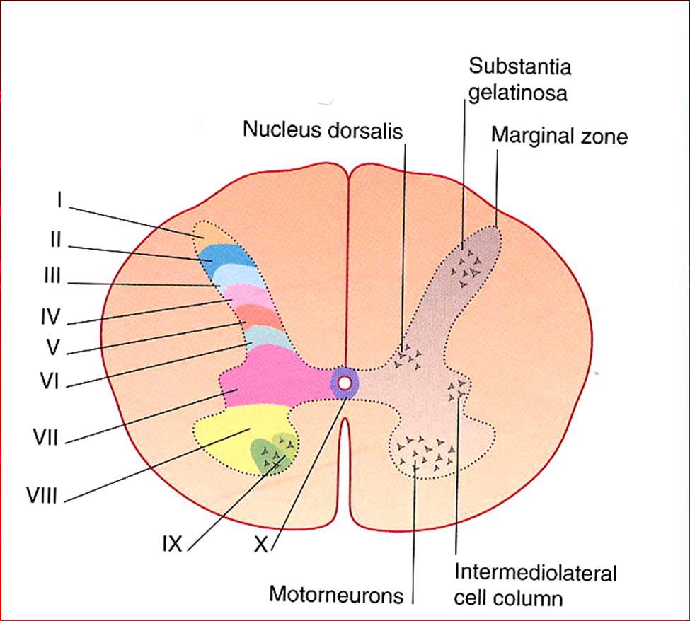 Tratto piramidale: cortico-spinale Tratto cortico-spinale Origine: Corteccia cerebrale Area 4 di Brodmann (Primary Motor Area, M I) Area 6 di Brodmann (Premotor Area, PM ) Area 3,1,2 di Brodmann