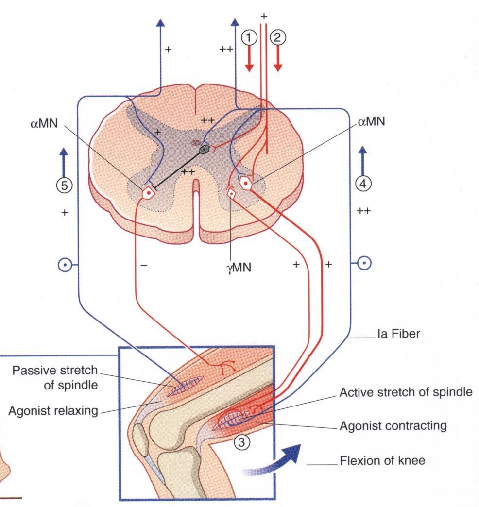Tratto piramidale: cortico-spinale, motoneurone inferiore Fascio cortico-spinale laterale: Motoneuroni α e γ per muscoli distali degli arti (superiori, frazionamento) Cellule di Renshaw Neuroni