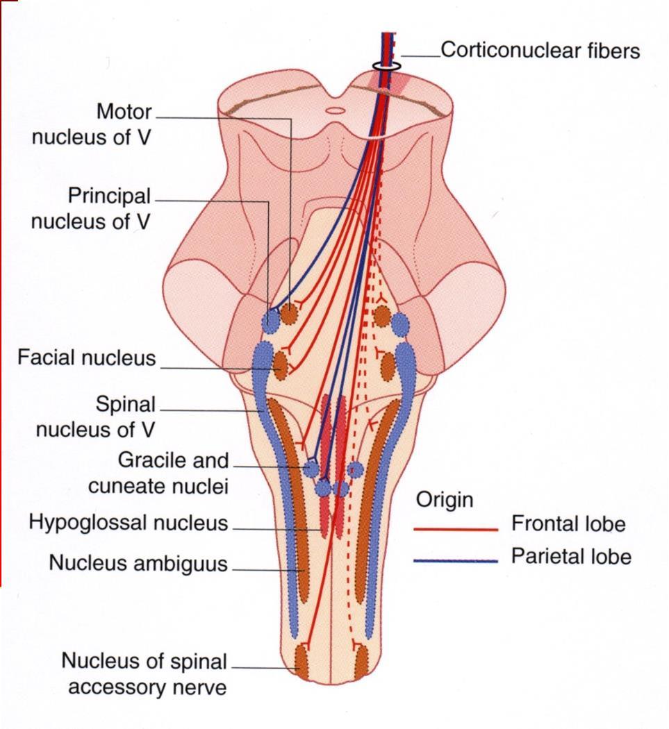 Tratto piramidale: cortico-nucleare 1) nuclei motori dei nervi cranici 2) nuclei relay sensitivi: nuclei gracile e cuneato, nucleo sensitivo trigeminale, nucleo del