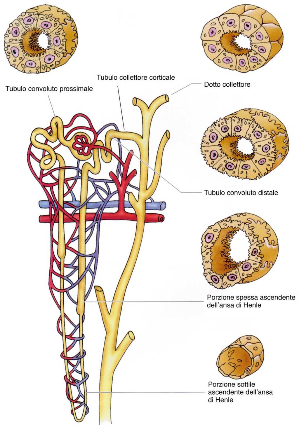 TUBULI Contorto Prossimale Epitelio cubico, microvilli. Qui avviene il riassorbimento del 65%del volume del filtrato che si concentra.