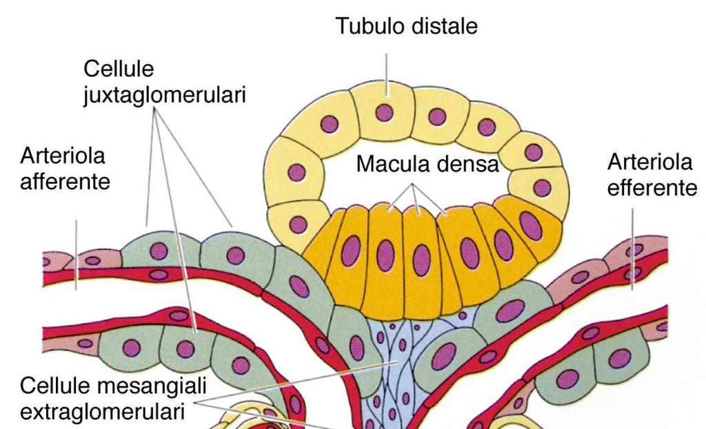 Apparato Juxta-glomerulare Macula Densa Epitelio del tubulo contorto distale, vicino al polo vascolare