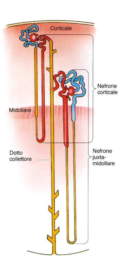 Nefrone Il Nefrone è l unità funzionale del rene Ogni rene ne contiene più di 1 milione Nefroni corticali Più corti,