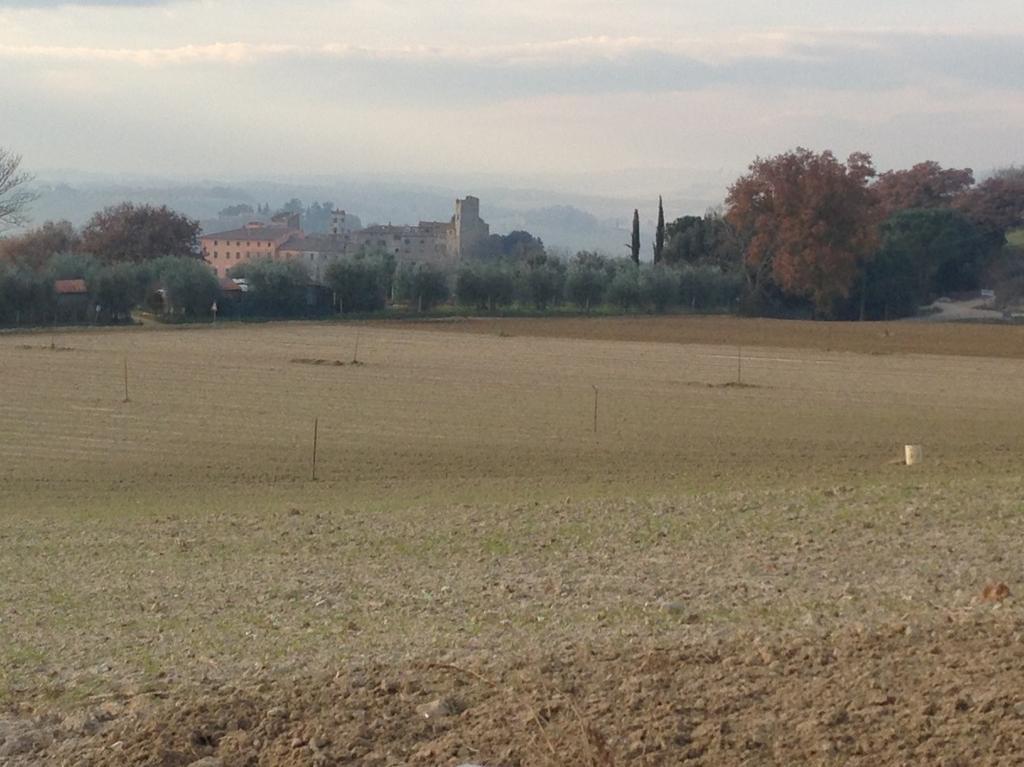 biomasse di scarto della