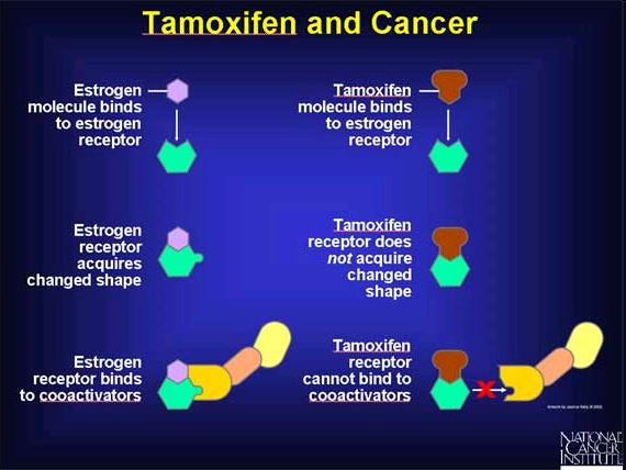 Il tamossifene blocca l