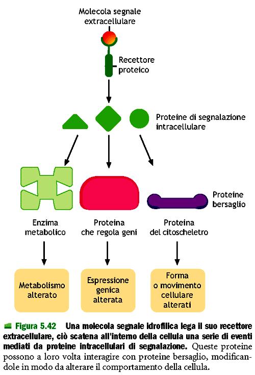 I recettori di membrana trasducono un segnale all interno della cellula Il