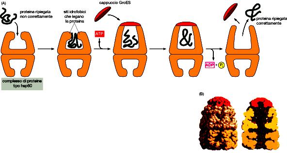 Chaperone molecolari aiutano a guidare il ripiegamento di molte proteine Le proteine del tipo hsp60 formano una struttura a forma di botte che agisce più tardi nella vita di una proteina, dopo che è