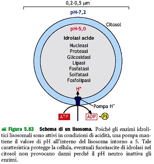 I lisosomi si formano a